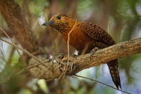 Datel rezavy - Micropternus Celeus Picus brachyurus - Rufous Woodpecker 7161